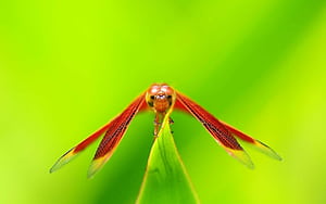 Dragonfly ,  backgrounds wallpaper