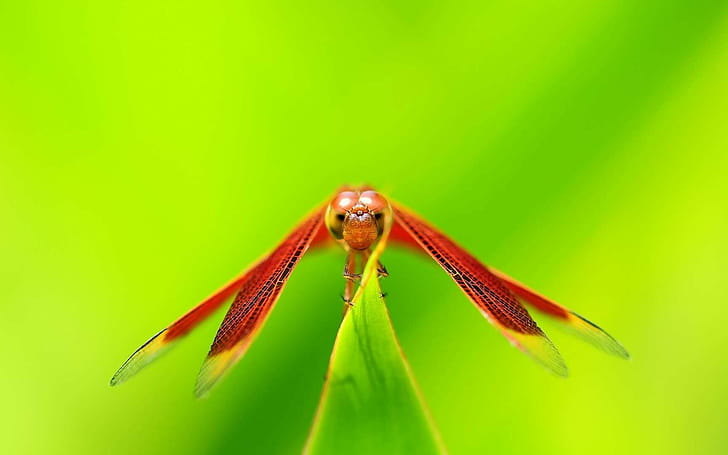 Dragonfly ,  backgrounds wallpaper