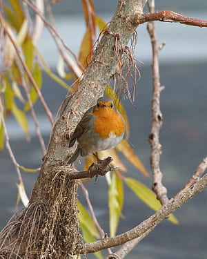 Willow tree, Robin (Bird) phone wallpaper