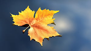 Maple, Leaves wallpaper