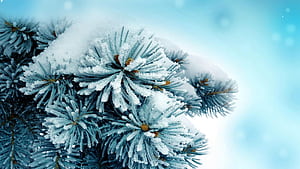 Pine Tree, wallpaper