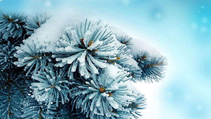 Pine Tree, wallpaper