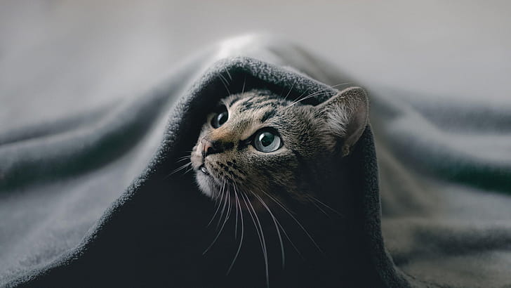 Cat Hideout , cat, animals wallpaper