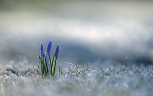 Crocus, flowers wallpaper