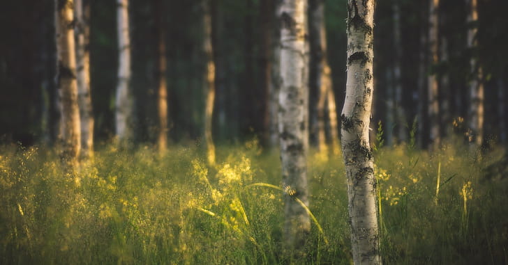 Birch tree  , Nature wallpaper