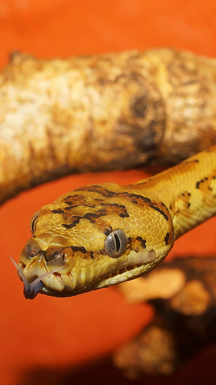 Morelia Spilota, (Carpet Python or Diamond Python), reptile, snake, Animal phone wallpaper