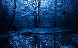Snow,  , Reflection, Forest wallpaper