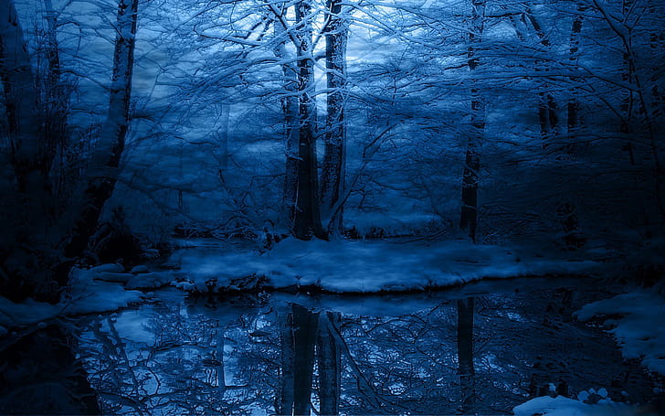 Snow,  , Reflection, Forest wallpaper