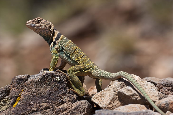 10 collared lizard wallpaper