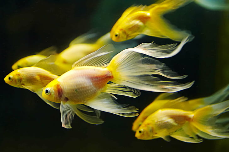 Goldfish, Fish wallpaper