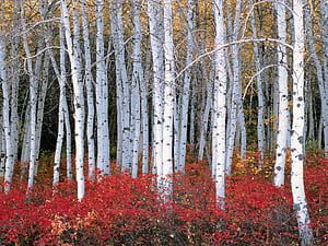 Tree, Forest wallpaper