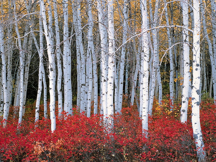 Tree, Forest wallpaper
