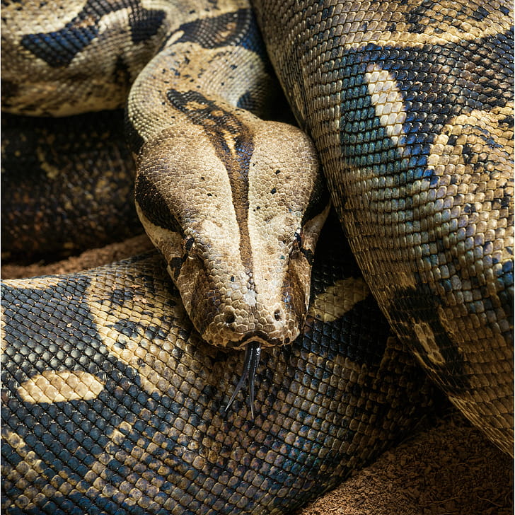 Boa Constrictor, Boa constrictor phone wallpaper
