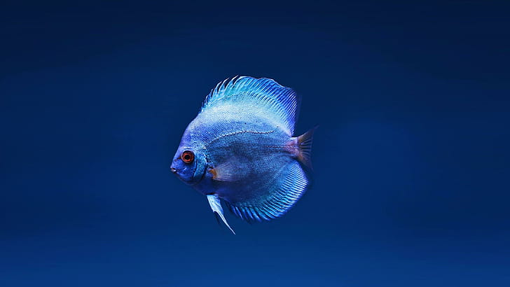 Blue discus, Fish wallpaper