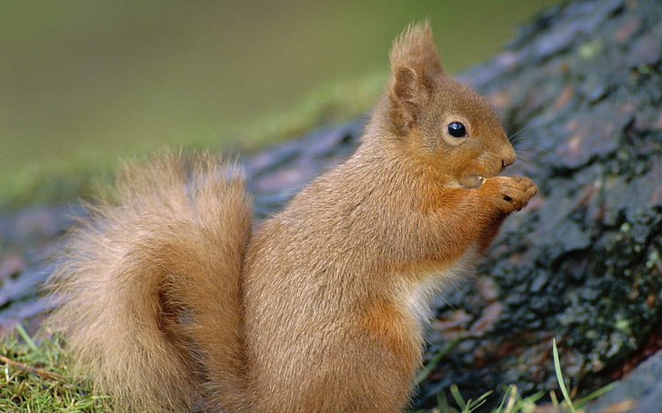 Widescreen squirrel, Playful antics, Forest backdrop, High definition wallpaper