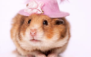 Hat, Hamsters wallpaper