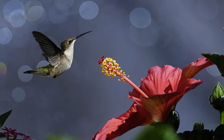 Stigma, Hibiscus wallpaper