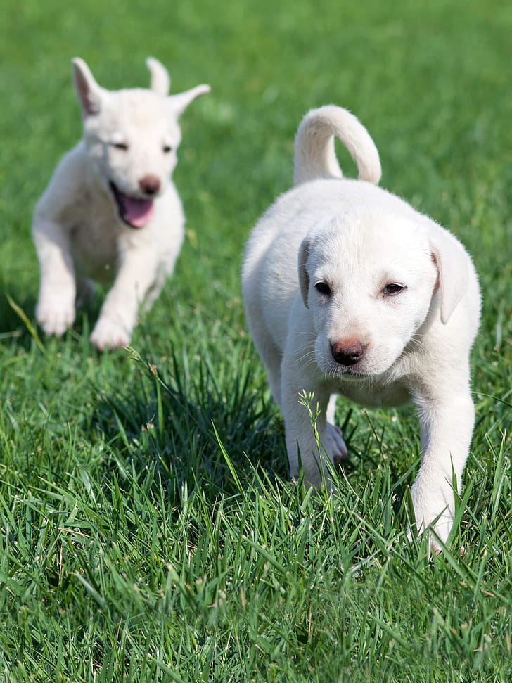Akbash Dog, Akbash training course, Akbash, Training course phone wallpaper