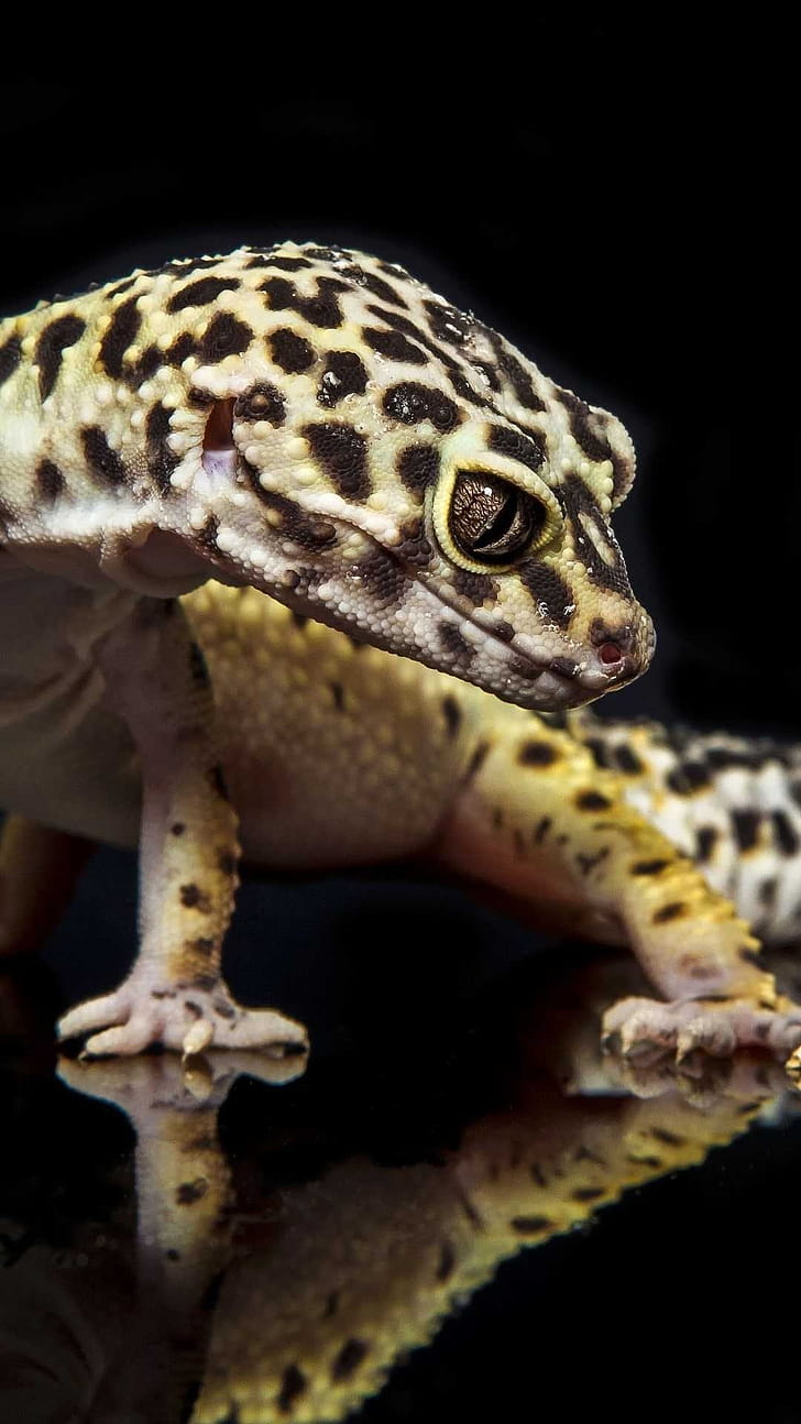 Lizard phone wallpaper
