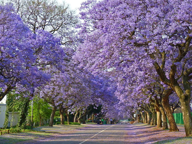 Jacaranda, Street, Tree Lined,  , Spring wallpaper