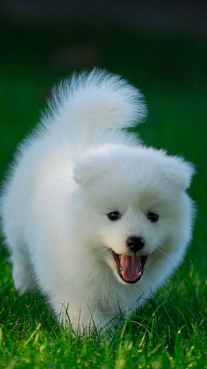 Cute puppy android , Android charm phone wallpaper