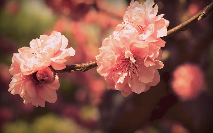 Blossom wallpaper