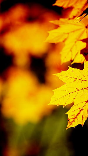 Gold Leaf, One leaf phone wallpaper