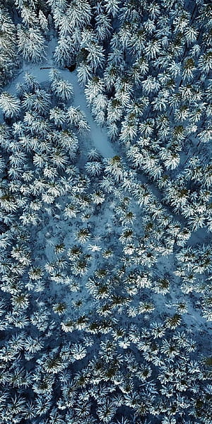 Pine Tree, Winter backgrounds phone wallpaper