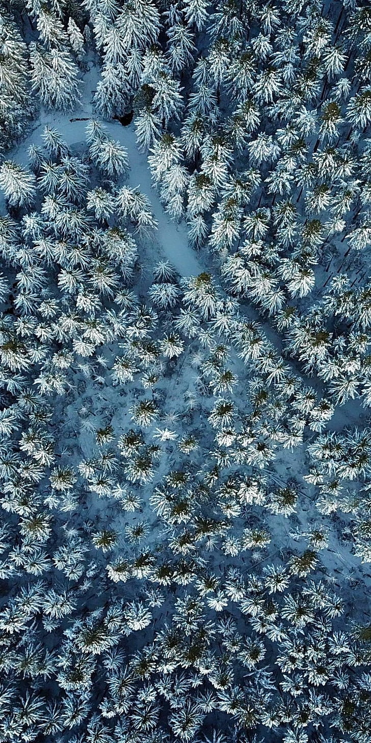 Pine Tree, Winter backgrounds phone wallpaper