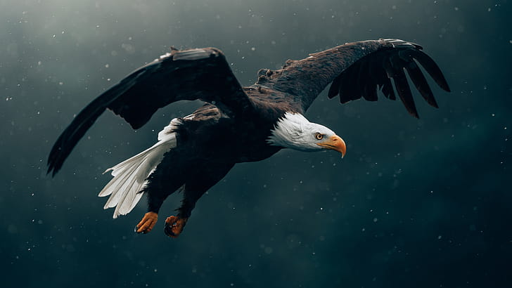 Bald Eagle Flying , bald-eagle, eagle, birds wallpaper