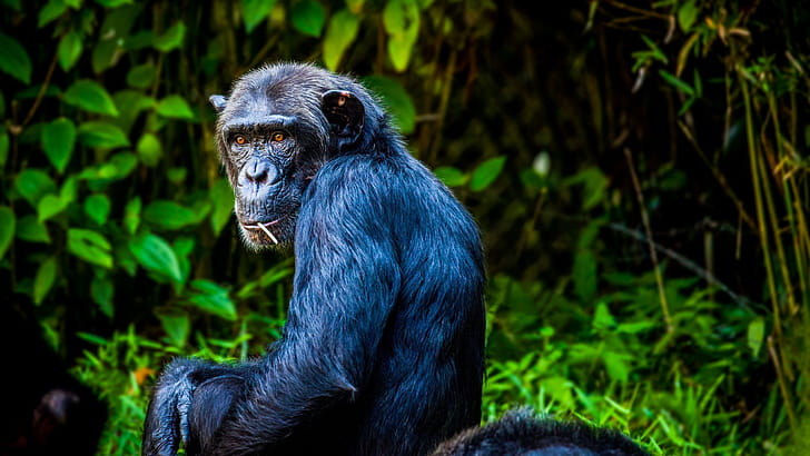 Chimpanzee,  U display, Stunning resolution, Visual splendor wallpaper