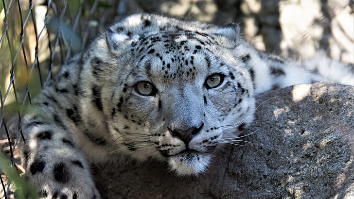 Snow leopard muzzle curious, Wildlife  , U wallpaper