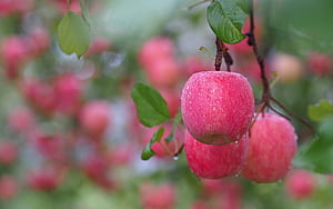 Apple Tree, Apple , Background wallpaper