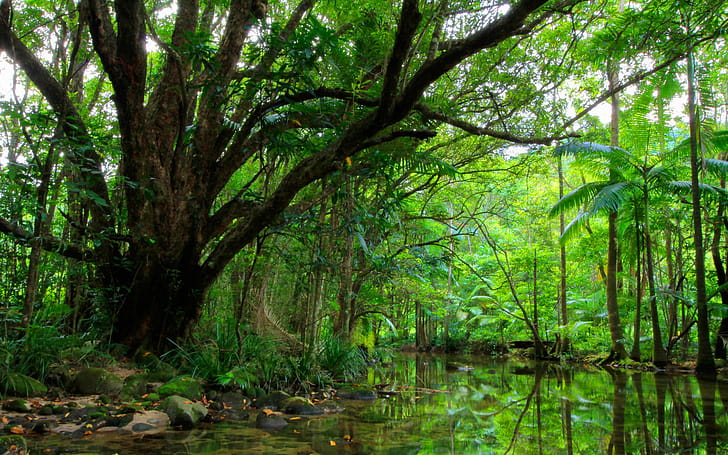 Greenery,  , River, Forest wallpaper