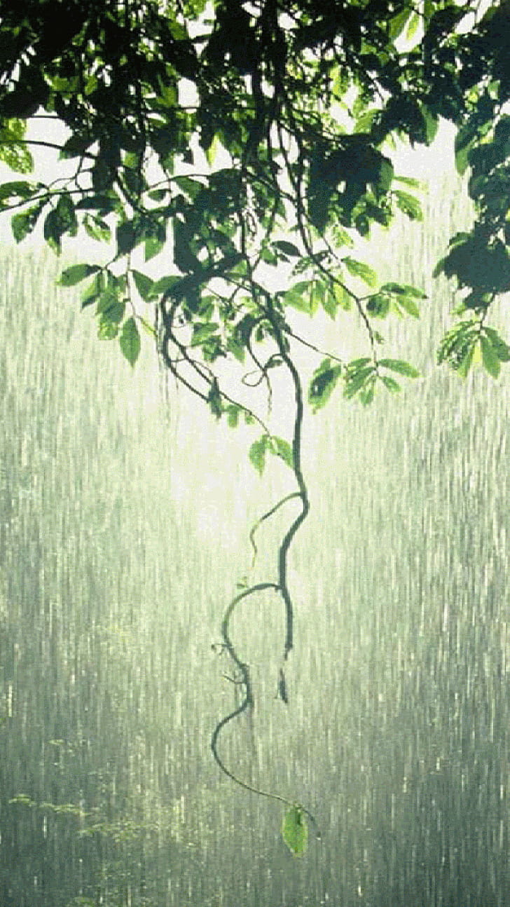 graphy, rain phone wallpaper