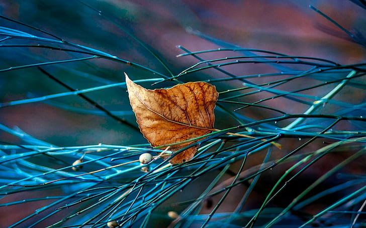 Ultra , Leaf , Background wallpaper