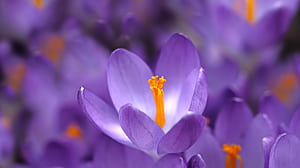 nature, crocus wallpaper