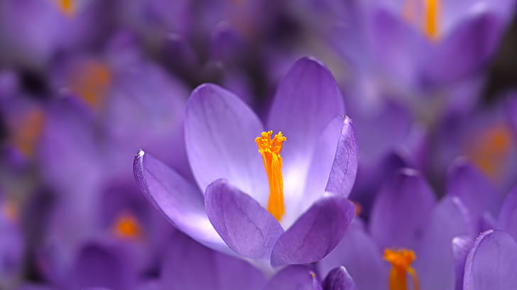 nature, crocus wallpaper