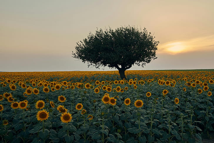 landscape, sunset wallpaper