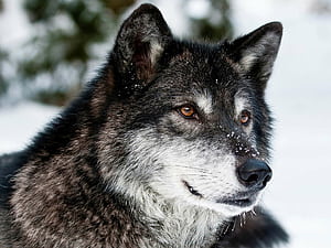 Wolf backgrounds, Premium quality, Professional graphy, Trendy visuals wallpaper