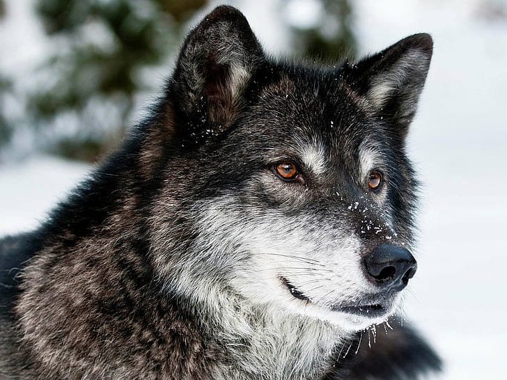 Wolf backgrounds, Premium quality, Professional graphy, Trendy visuals wallpaper