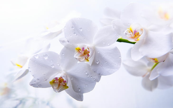 Drops, Orchids wallpaper