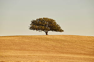 tree wallpaper