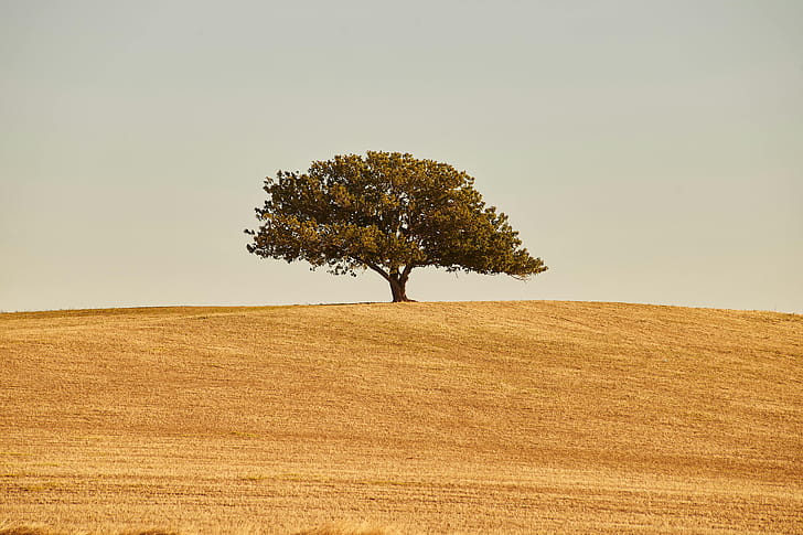tree wallpaper
