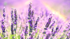 Lavender, wallpaper