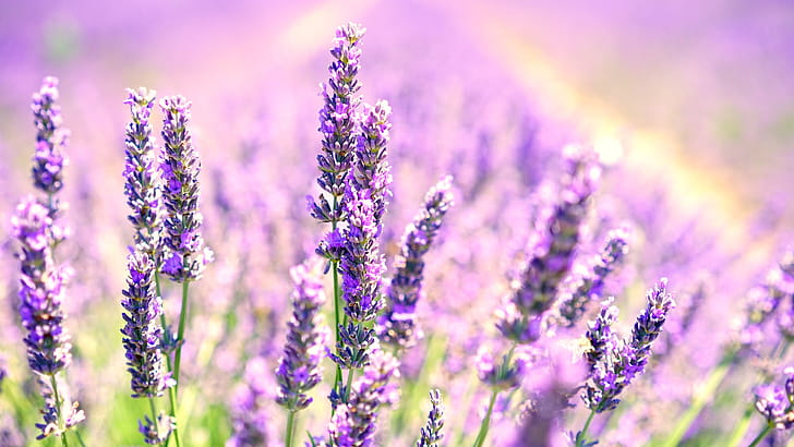 Lavender, wallpaper