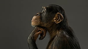 Profile, Apes wallpaper