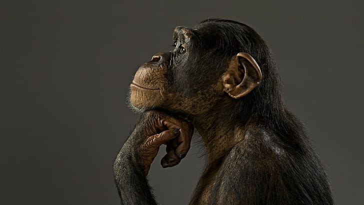 Profile, Apes wallpaper
