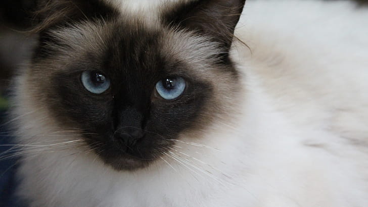 Close-up, Birman wallpaper