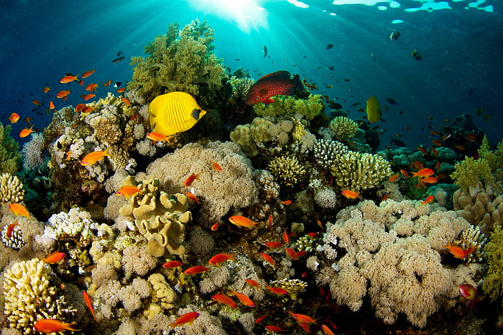 Underwater ,  backgrounds wallpaper